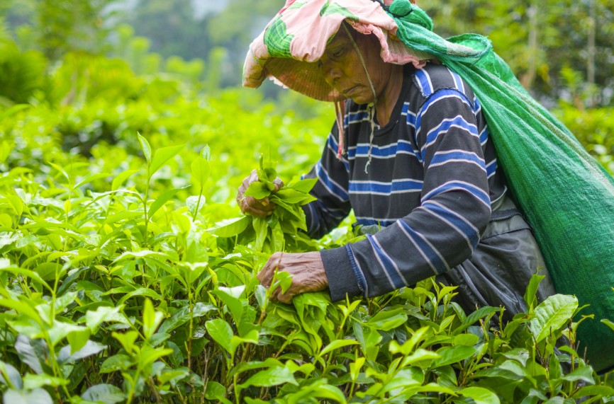 Every leaf chosen by hand. No machines, no shortcuts.