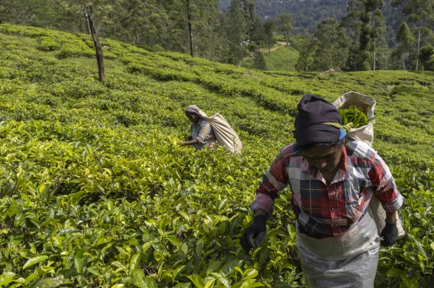 Hand-plucking on the highland slopes — two leaves and a bud, the way it's been done for 300 years.